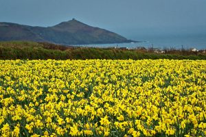 William Wordsworth Daffodils