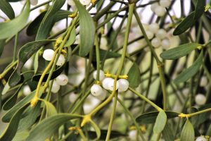 A plant of mistletoe